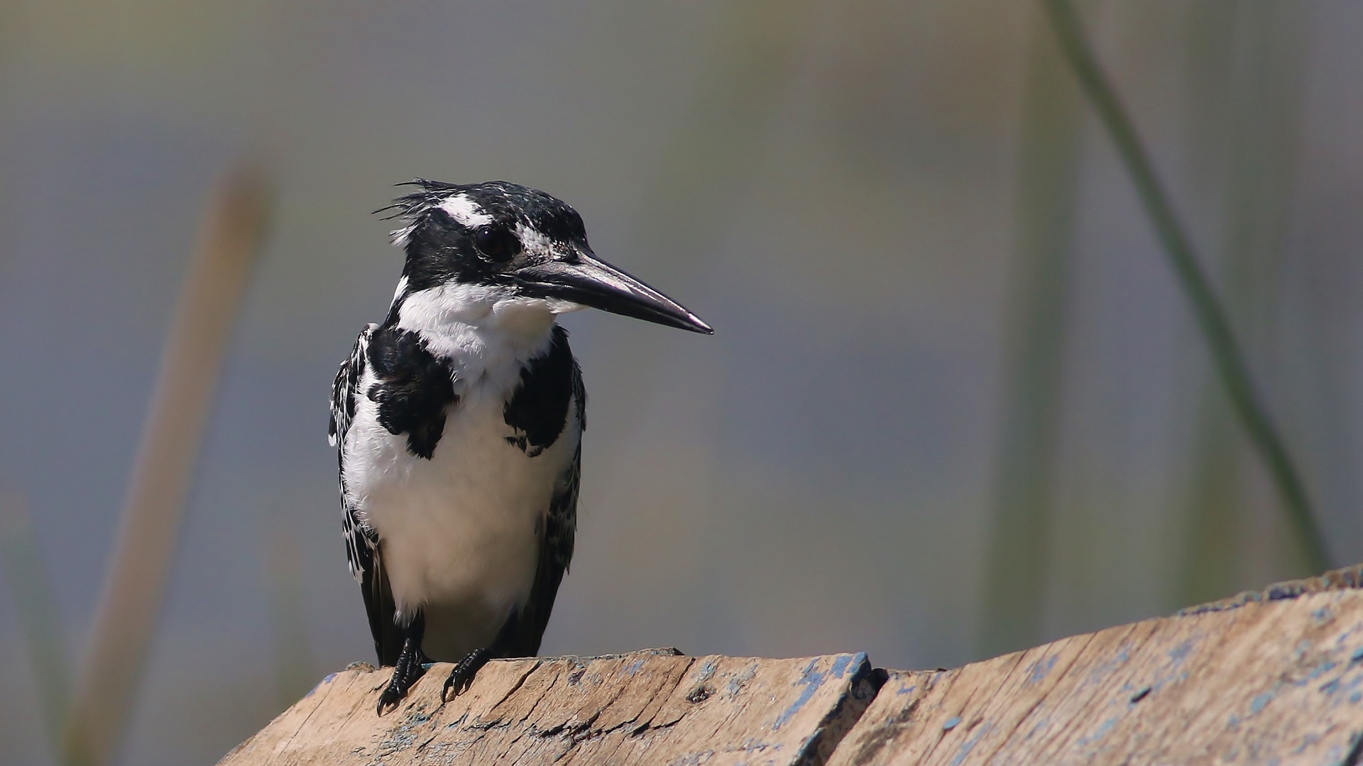 Pied Kingfisher